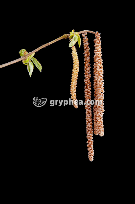 Noisetier (Corylus avellana) - Chatons mâles   - gryphea.org